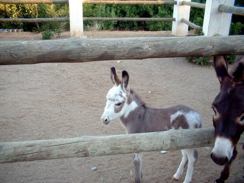 burros (3).jpg