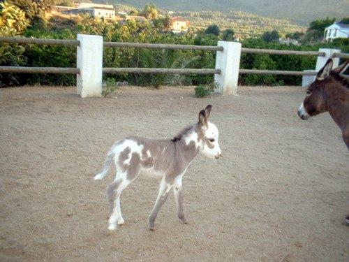 burros (5).jpg