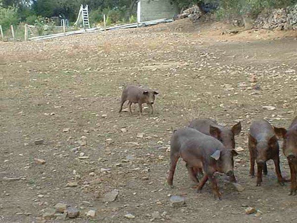 cerdo-iberico (04).jpg