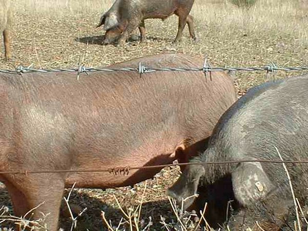 cerdo-iberico (09).jpg