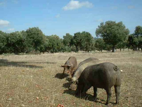 cerdo-iberico (10).jpg