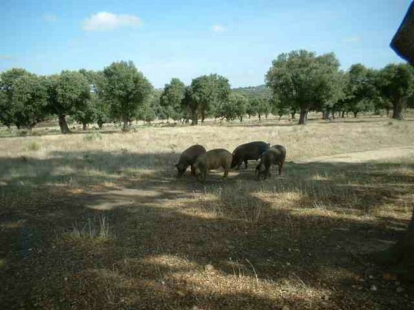 cerdo-iberico (13).jpg