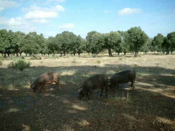 cerdo-iberico (14).jpg