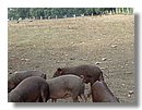 cerdo-iberico (06).jpg