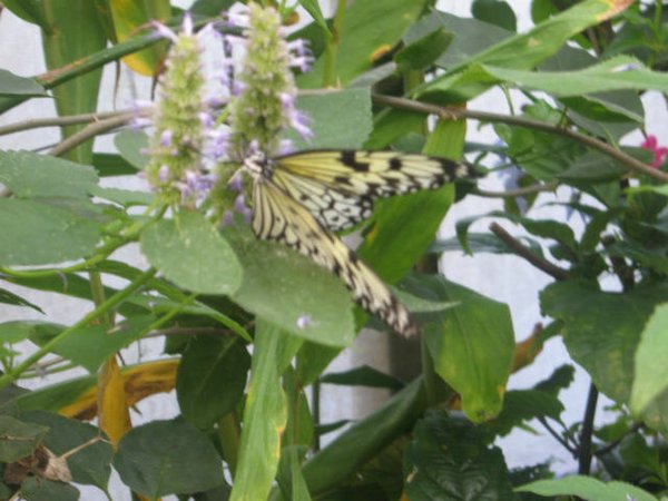 mariposas (07).jpg