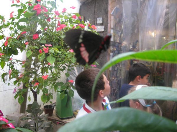 mariposas (15).jpg