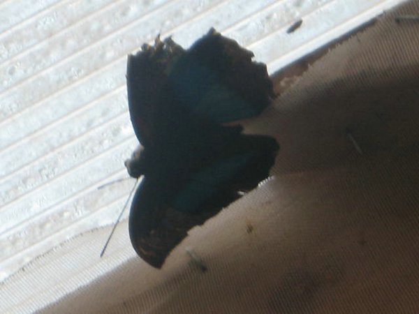mariposas (16).jpg