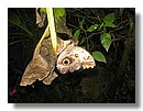 mariposas (12).jpg