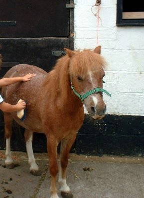 fotos-ponies (09).jpg
