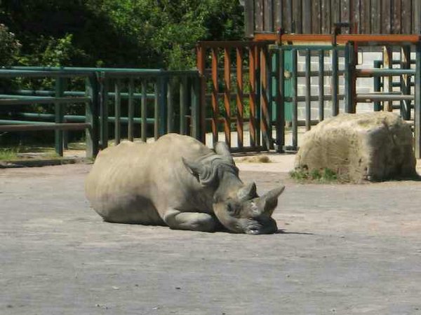 rinocerontes (01).jpg