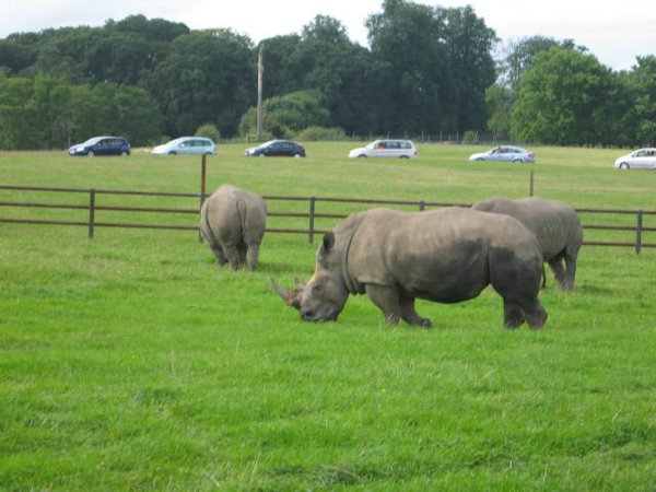 rinocerontes (04).jpg