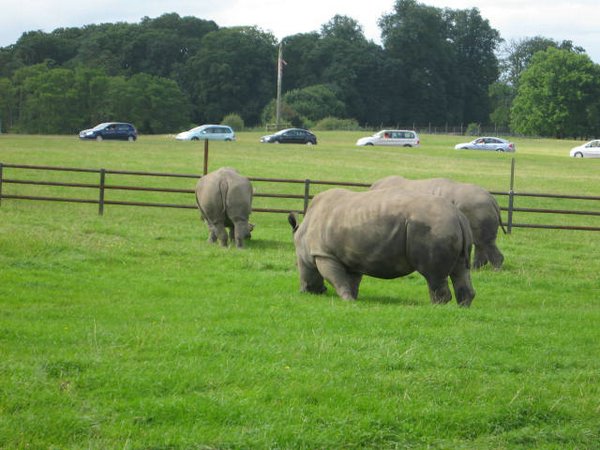 rinocerontes (05).jpg