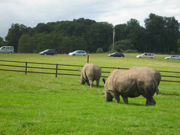 rinocerontes (06).jpg
