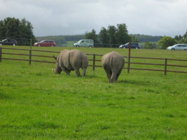 rinocerontes (08).jpg