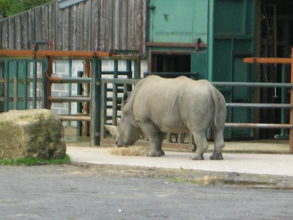 rinocerontes (10).jpg