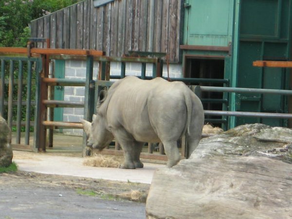 rinocerontes (11).jpg