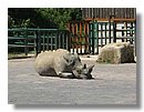 rinocerontes (01).jpg