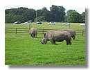 rinocerontes (04).jpg