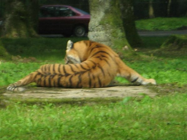 Tigre (00).jpg