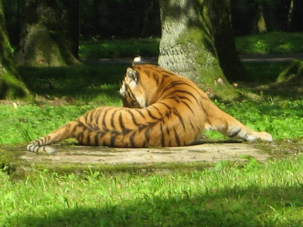 Tigre (01).jpg