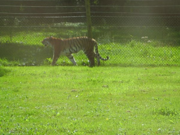 Tigre (06).jpg
