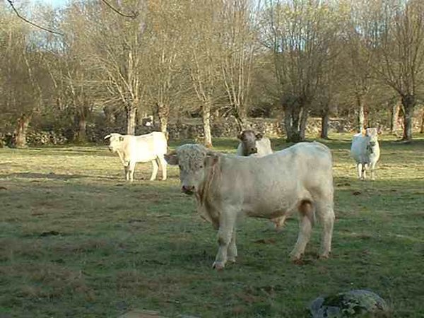 toros-vacas (18).jpg
