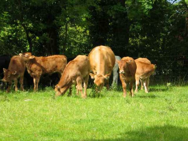 vacas (02).jpg