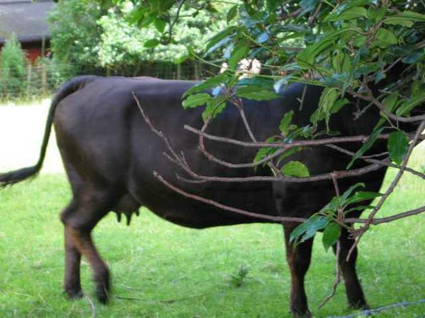 vacas (03).jpg