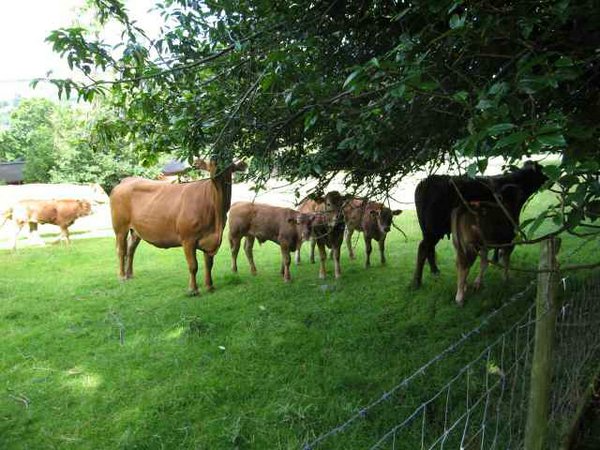 vacas (05).jpg