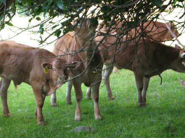 vacas (06).jpg