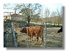 toros-vacas (06).jpg