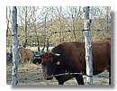 toros-vacas (10).jpg