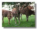 vacas (06).jpg