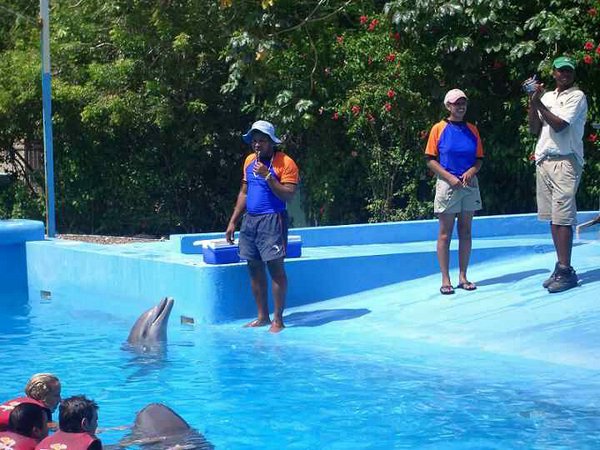 natacion-con-delfines (07).jpg