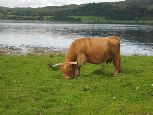 Vacas-escocia (04).jpg