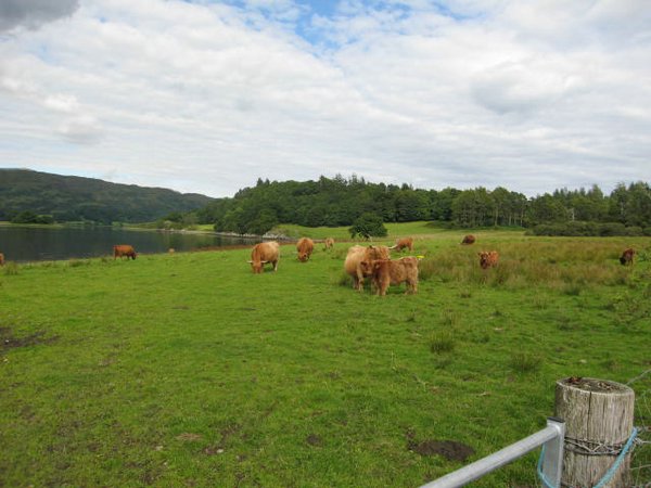 Vacas-escocia (07).jpg