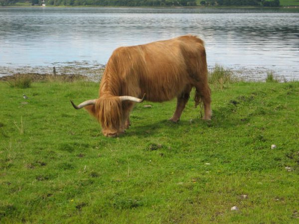 Vacas-escocia (10).jpg