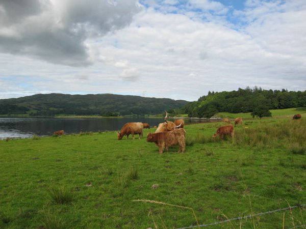 Vacas-escocia (11).jpg