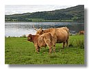 Vacas-escocia (00).jpg