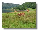 Vacas-escocia (01).jpg