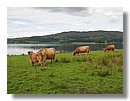 Vacas-escocia (03).jpg