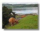 Vacas-escocia (05).jpg