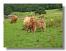 Vacas-escocia (08).jpg