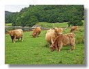 Vacas-escocia (09).jpg