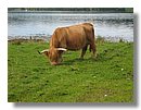 Vacas-escocia (10).jpg