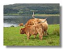 Vacas-escocia (12).jpg