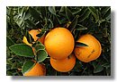 Naranjas (00).jpg