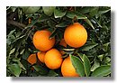 Naranjas (01).jpg