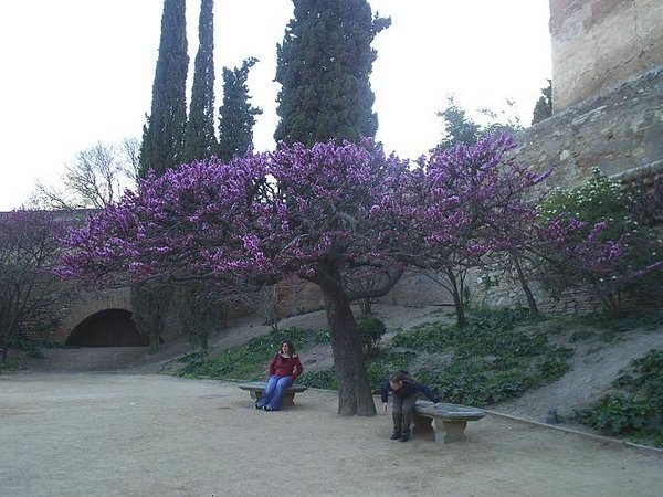 jardines-alhambra (28).JPG
