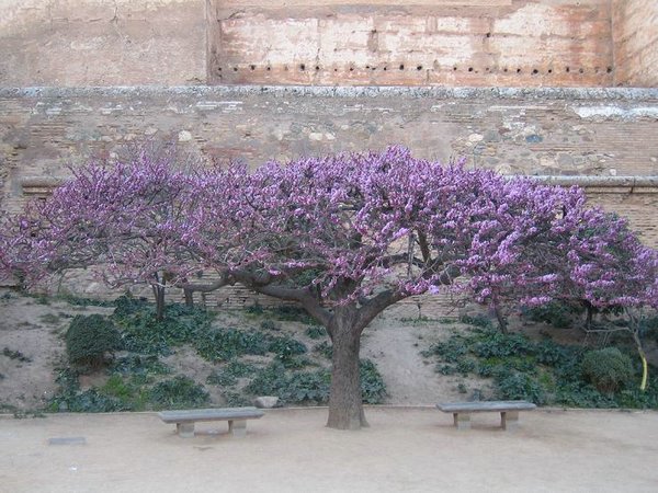 jardines-alhambra (29).JPG